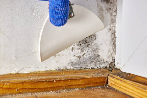 Best Forensic Mold Investigation  in Fort Pierce, FL